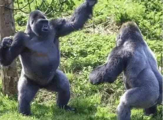 拳王泰森给动物园饲养员一万美金：“把门打开，我要和大猩猩单挑！”