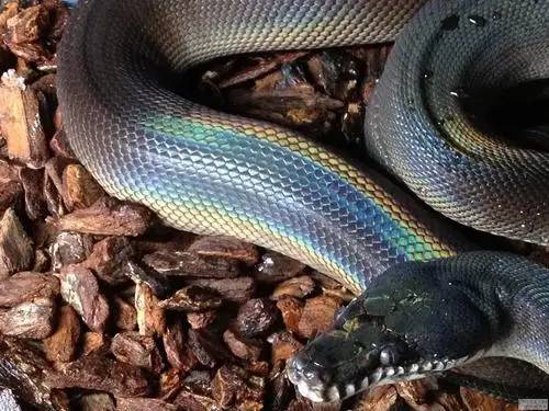 奇特且稀有的蛇类，身披“彩虹色”，长相却一言难尽